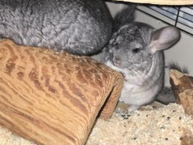 Dringend Chinchillas in gute Hände  abzugeben - 1